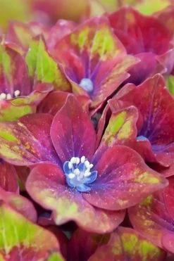 Pistachio Hydrangea - 5 Gallon Pot -Garden & Outdoor Sale Shop hydrangea macrophylla pistachio 5