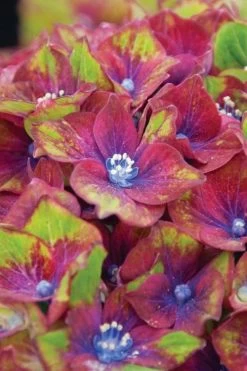 Pistachio Hydrangea - 5 Gallon Pot -Garden & Outdoor Sale Shop hydrangea macrophylla pistachio 6