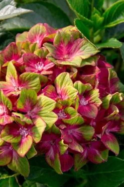 Pistachio Hydrangea - 5 Gallon Pot -Garden & Outdoor Sale Shop hydrangea macrophylla pistachio 7