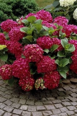 Red Sensation Hydrangea - 3 Gallon Pot -Garden & Outdoor Sale Shop hydrangea macrophylla red sensation 2