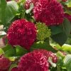 Red Sensation Hydrangea - 3 Gallon Pot -Garden & Outdoor Sale Shop hydrangea macrophylla red sensation 5