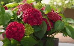 Red Sensation Hydrangea - 3 Gallon Pot -Garden & Outdoor Sale Shop hydrangea macrophylla red sensation 6