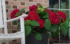 Red Sensation Hydrangea - 3 Gallon Pot -Garden & Outdoor Sale Shop hydrangea macrophylla red sensation 7