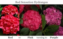 Red Sensation Hydrangea - 3 Gallon Pot -Garden & Outdoor Sale Shop hydrangea macrophylla red sensation 8