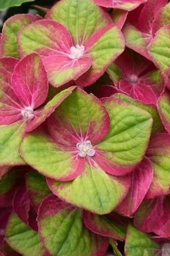 Tilt-A-Swirl Hydrangea - 3 Gallon Pot 17 Tilt-A-Swirl Hydrangea - 3 Gallon Pot -Garden & Outdoor Sale Shop hydrangea macrophylla tilt a swirl 4
