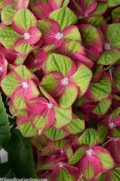 Tilt-A-Swirl Hydrangea - 3 Gallon Pot 13 Tilt-A-Swirl Hydrangea - 3 Gallon Pot -Garden & Outdoor Sale Shop hydrangea macrophylla tilt a swirl 5