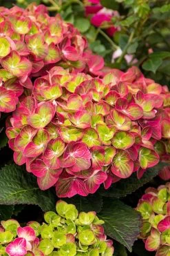 Tilt-A-Swirl Hydrangea - 3 Gallon Pot 14 Tilt-A-Swirl Hydrangea - 3 Gallon Pot -Garden & Outdoor Sale Shop hydrangea macrophylla tilt a swirl 7