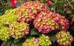 Tilt-A-Swirl Hydrangea - 3 Gallon Pot 16 Tilt-A-Swirl Hydrangea - 3 Gallon Pot -Garden & Outdoor Sale Shop hydrangea macrophylla tilt a swirl 8