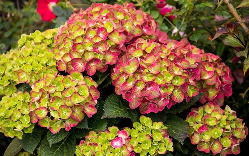 Tilt-A-Swirl Hydrangea - 3 Gallon Pot 9 Tilt-A-Swirl Hydrangea - 3 Gallon Pot - Image 7