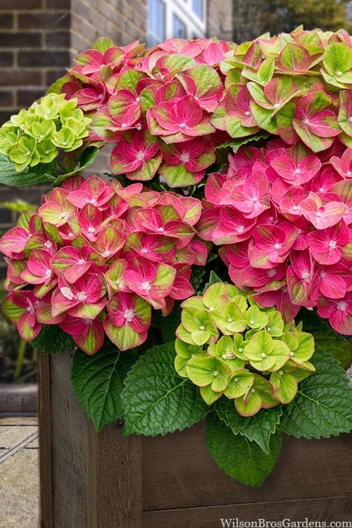 Tilt-A-Swirl Hydrangea - 3 Gallon Pot 3 Tilt-A-Swirl Hydrangea - 3 Gallon Pot