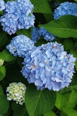 Mini Penny Hydrangea - 1 Gallon Pot -Garden & Outdoor Sale Shop hydrangea mini penny 500x750202 1