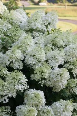 Bobo Hydrangea - 3 Gallon Pot -Garden & Outdoor Sale Shop hydrangea paniculata bobo 3