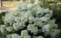Bobo Hydrangea - 3 Gallon Pot -Garden & Outdoor Sale Shop hydrangea paniculata bobo 4