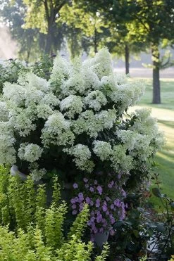 Bobo Hydrangea - 3 Gallon Pot -Garden & Outdoor Sale Shop hydrangea paniculata bobo 5