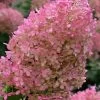 Bobo Hydrangea - 3 Gallon Pot -Garden & Outdoor Sale Shop hydrangea paniculata bobo 6