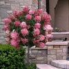 Fire Light Hydrangea - Single Trunk Topiary Tree - 5 Gallon Pot -Garden & Outdoor Sale Shop hydrangea paniculata fire light tree form standard 2