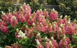 Flare Hydrangea - 3 Gallon Pot -Garden & Outdoor Sale Shop hydrangea paniculata lava lamp flare 11