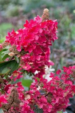 Flare Hydrangea - 3 Gallon Pot -Garden & Outdoor Sale Shop hydrangea paniculata lava lamp flare 15 1