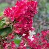 Flare Hydrangea - 3 Gallon Pot 1 Flare Hydrangea - 3 Gallon Pot -Garden & Outdoor Sale Shop hydrangea paniculata lava lamp flare 15