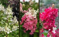Flare Hydrangea - 3 Gallon Pot -Garden & Outdoor Sale Shop hydrangea paniculata lava lamp flare 16