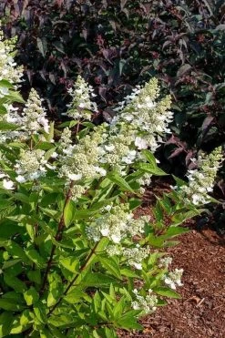 Flare Hydrangea - 3 Gallon Pot -Garden & Outdoor Sale Shop hydrangea paniculata lava lamp flare 17