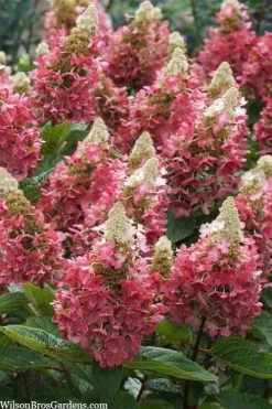 Flare Hydrangea - 3 Gallon Pot -Garden & Outdoor Sale Shop hydrangea paniculata lava lamp flare 3