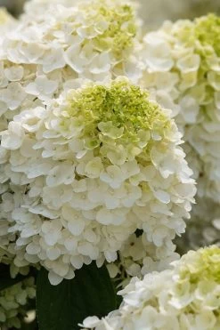 Little Hottie Hydrangea - 2.5 Gallon Pot -Garden & Outdoor Sale Shop hydrangea paniculata little hottie 1