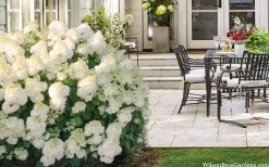 Little Hottie Hydrangea - 2.5 Gallon Pot -Garden & Outdoor Sale Shop hydrangea paniculata little hottie 5