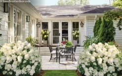 Little Hottie Hydrangea - 2.5 Gallon Pot -Garden & Outdoor Sale Shop hydrangea paniculata little hottie 7