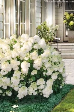 Little Hottie Hydrangea - 2.5 Gallon Pot