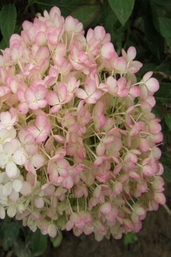 Little Hottie Hydrangea - 2.5 Gallon Pot -Garden & Outdoor Sale Shop hydrangea paniculata little hottie 9