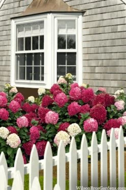 Little Lime Punch Hydrangea - 3 Gallon Pot -Garden & Outdoor Sale Shop hydrangea paniculata little lime punch 2