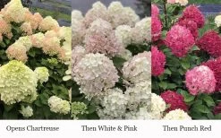 Little Lime Punch Hydrangea - 3 Gallon Pot -Garden & Outdoor Sale Shop hydrangea paniculata little lime punch 3