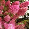 Strawberry Sundae Hydrangea - 1 Gallon Pot -Garden & Outdoor Sale Shop hydrangea paniculata strawberry sundae 1 1
