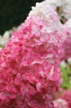 Vanilla Strawberry Hydrangea - 1 Gallon Pot -Garden & Outdoor Sale Shop hydrangea paniculata vanilla strawberry 20 1
