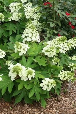 Pee Wee Dwarf Oakleaf Hydrangea - 1 Gallon Pot -Garden & Outdoor Sale Shop hydrangea quercifolia pee wee oakleaf 1