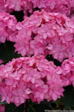 Let's Dance 'Can Do' Hydrangea - 3 Gallon Pot 17 Let's Dance 'Can Do' Hydrangea - 3 Gallon Pot -Garden & Outdoor Sale Shop hydrangea serrata lets dance can do 2