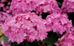 Let's Dance 'Can Do' Hydrangea - 3 Gallon Pot 15 Let's Dance 'Can Do' Hydrangea - 3 Gallon Pot -Garden & Outdoor Sale Shop hydrangea serrata lets dance can do 3