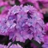Let's Dance 'Can Do' Hydrangea - 3 Gallon Pot -Garden & Outdoor Sale Shop hydrangea serrata lets dance can do 5