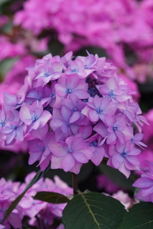 Let's Dance 'Can Do' Hydrangea - 3 Gallon Pot 3 Let's Dance 'Can Do' Hydrangea - 3 Gallon Pot