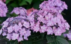 Let's Dance 'Can Do' Hydrangea - 3 Gallon Pot 16 Let's Dance 'Can Do' Hydrangea - 3 Gallon Pot -Garden & Outdoor Sale Shop hydrangea serrata lets dance can do 7