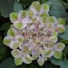Painters Pallet Hydrangea - 1 Gallon Pot -Garden & Outdoor Sale Shop hydrangea serrata painters palette 1
