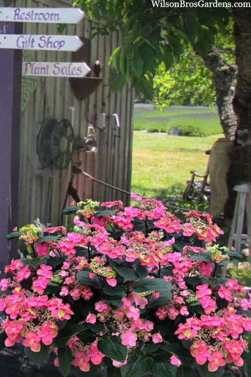 Tuff Stuff Red Mountain Hydrangea - 3 Gallon Pot 3 Tuff Stuff Red Mountain Hydrangea - 3 Gallon Pot