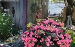 Tuff Stuff Red Mountain Hydrangea - 3 Gallon Pot 11 Tuff Stuff Red Mountain Hydrangea - 3 Gallon Pot -Garden & Outdoor Sale Shop hydrangea serrata tuff stuff red mountain 4