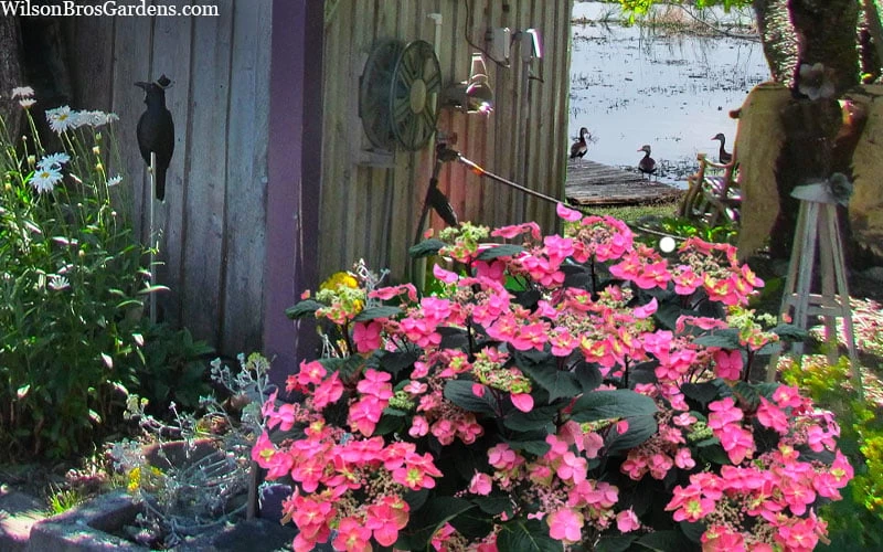 Tuff Stuff Red Mountain Hydrangea - 3 Gallon Pot 7 Tuff Stuff Red Mountain Hydrangea - 3 Gallon Pot - Image 5