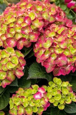 Tilt-A-Swirl Hydrangea - 3 Gallon Pot 15 Tilt-A-Swirl Hydrangea - 3 Gallon Pot -Garden & Outdoor Sale Shop hydrangea tilt a whirl 500x750 1