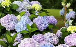 Dear Dolores Hydrangea - 3 Gallon Pot -Garden & Outdoor Sale Shop hydrangea20dear20delores