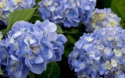 Dear Dolores Hydrangea - 3 Gallon Pot -Garden & Outdoor Sale Shop hydrangea20dear20delores202