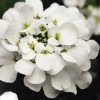 Alexander's White Candy Tuft (Iberis) - 1 Gallon Pot -Garden & Outdoor Sale Shop iberis sempervirens alexanders white 6
