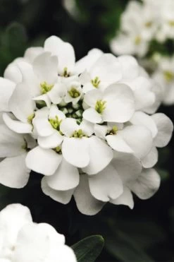 Garden & Outdoor Sale Shop 44 Alexander's White Candy Tuft (Iberis) - 1 Gallon Pot